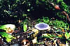 purple_mushroom
